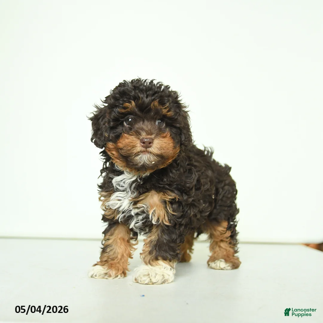 Havapoo dogs for sale: Hellen - Ad 2