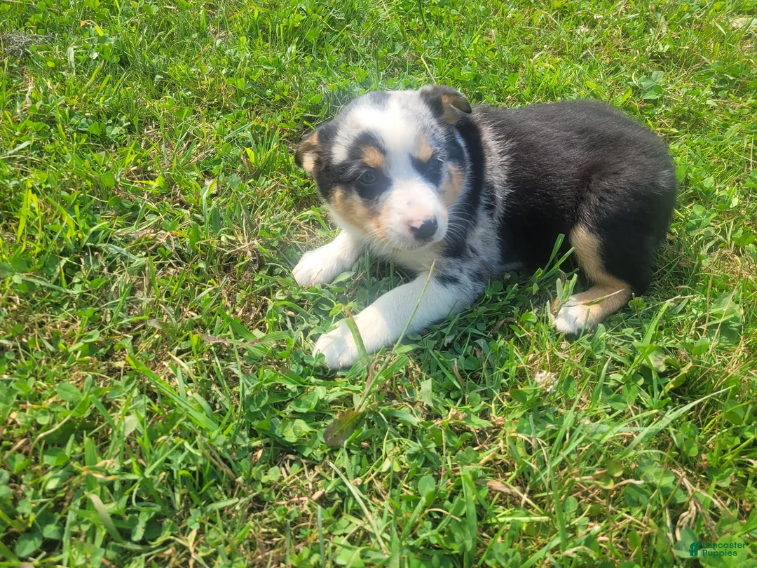 Mixed Breed dogs for sale: John  - Ad 2