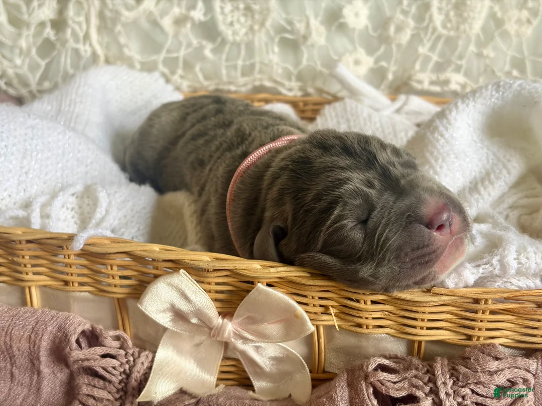 Cane Corso dogs for sale: Cane Corso Puppy 7 - Ad 2