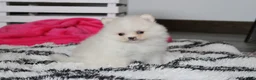 Pomeranian dogs for sale: Remi - Ad 5