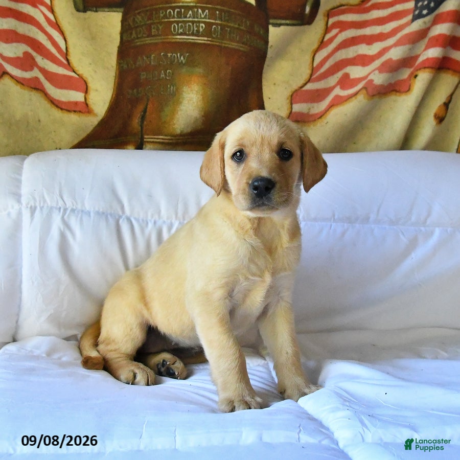 Labrador Retriever dogs Roxie - Ad 1