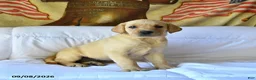 Labrador Retriever dogs for sale: Roxie - Ad 1