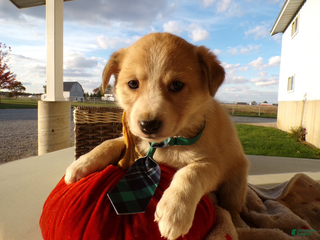 Border Collie dogs for sale: Border Collie Puppy 1 Charman - Ad 3