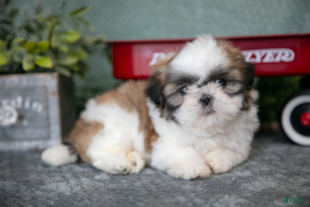 Shih Tzu dogs for sale: Jackie - Ad 2