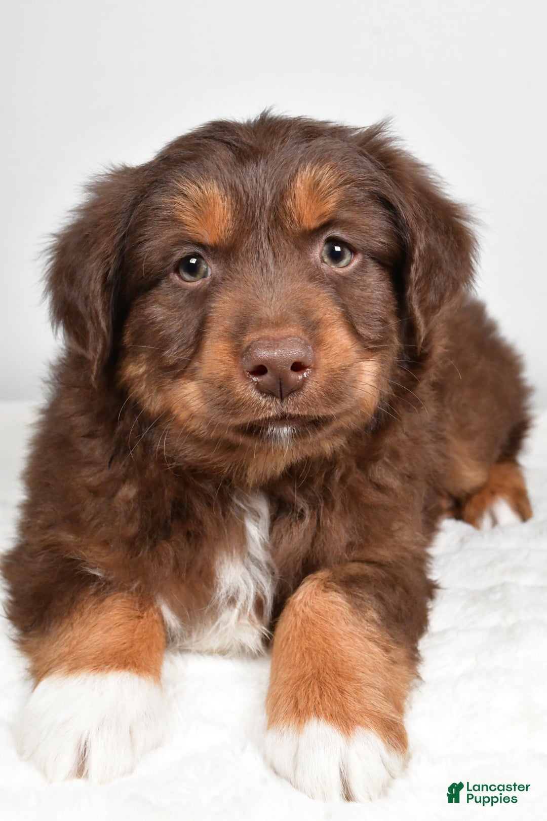 Miniature Australian Shepherd dogs for sale: Rocky - Ad 8