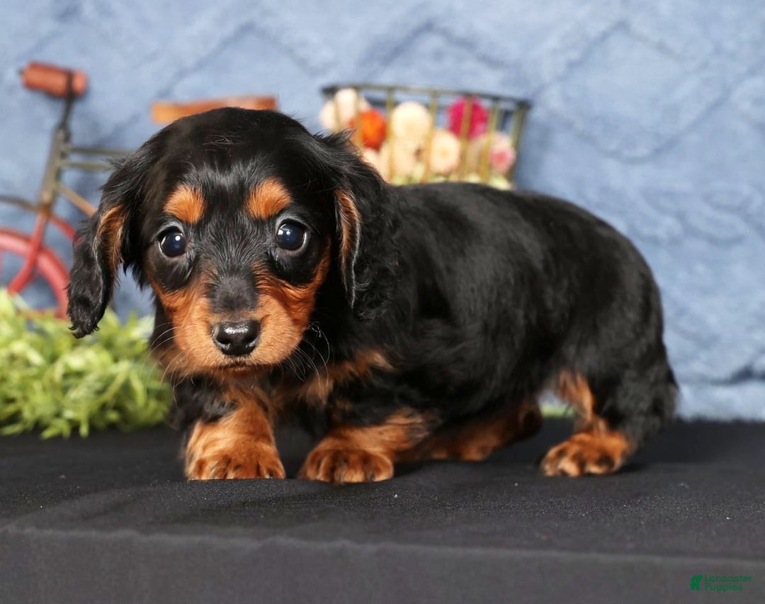 Miniature Dachshund dogs for sale: Natalie - Ad 5