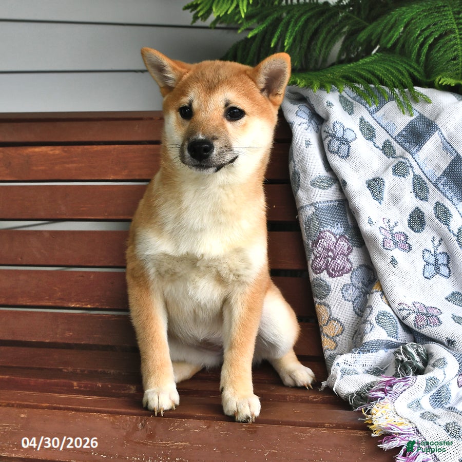 Shiba Inu dogs Dolly - Ad 2