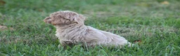 Bichpoo dogs for sale: Addie - Ad 8