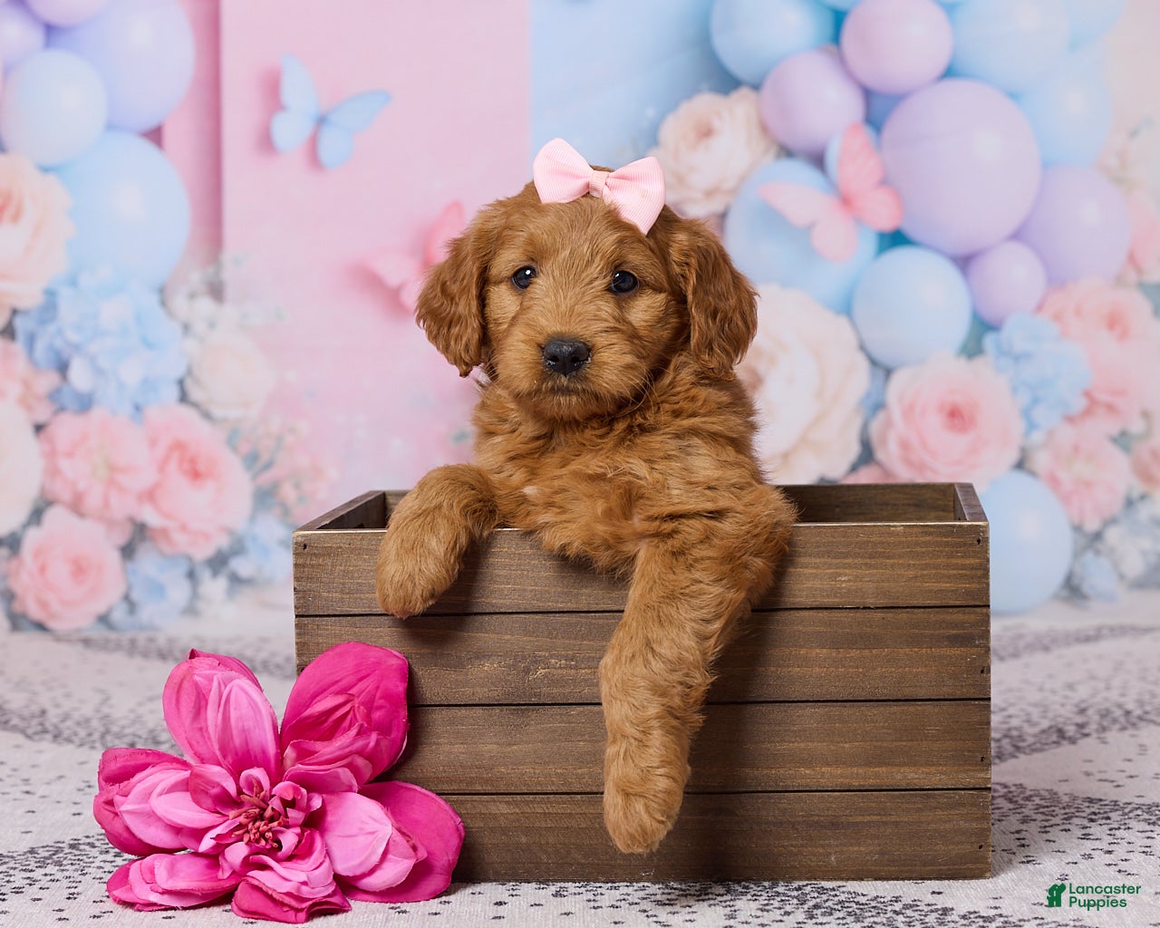 Mini Goldendoodle dogs for sale: Lily - Ad 2