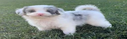 Mini Aussiedoodle dogs for sale: Cooper - Ad 3