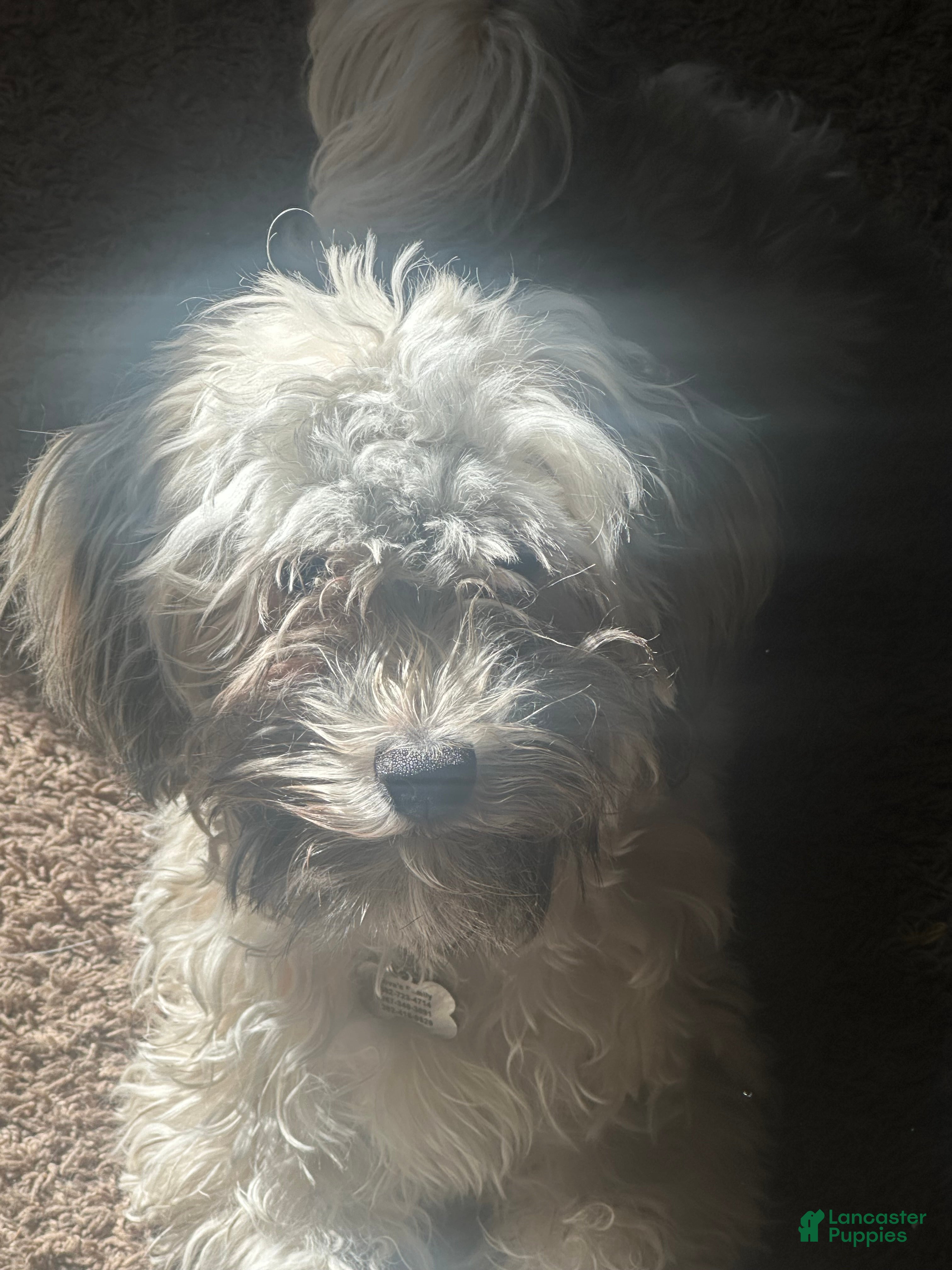 Mixed Breed dogs Mixed Breed Puppy 2 - Ad 5