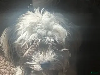 Mixed Breed dogs Mixed Breed Puppy 2 - Ad 5