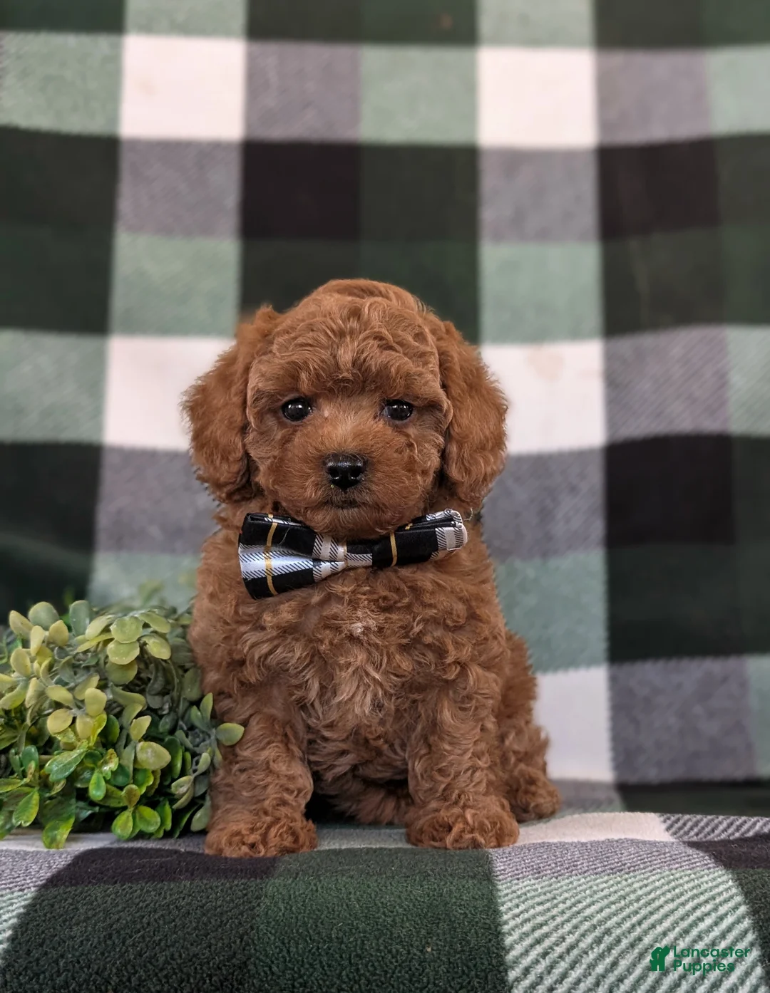 Toy Poodle dogs for sale: Kingsley - Ad 2