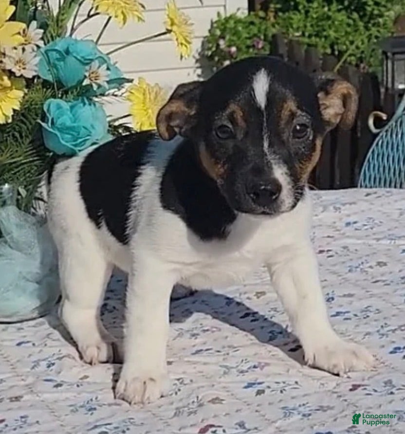 Jack Russell Terrier dogs Jackson - Ad 1