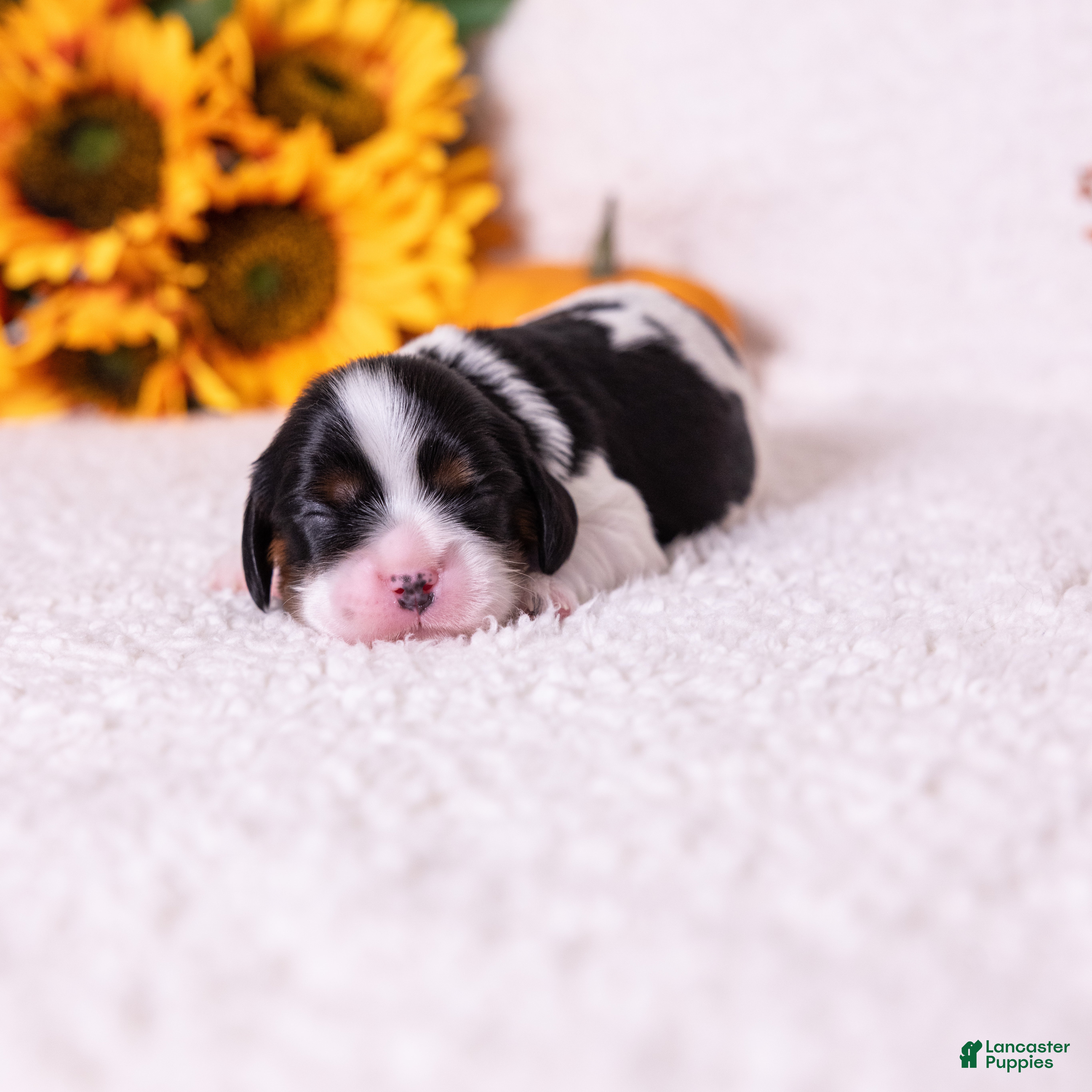 Cavalier King Charles Spaniel dogs Oreo - Ad 1