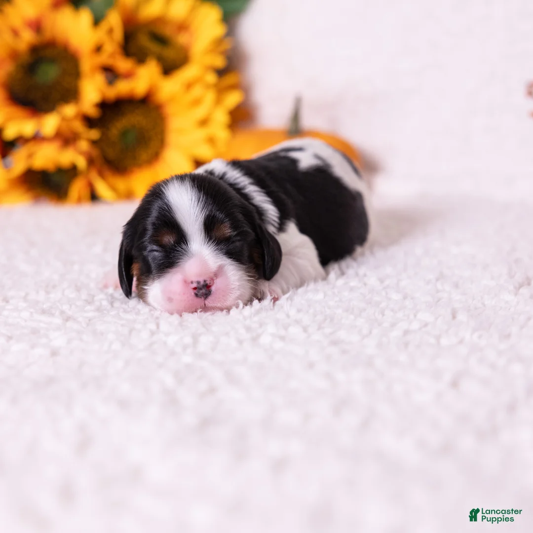 Cavalier King Charles Spaniel dogs for sale: Oreo - Ad 1