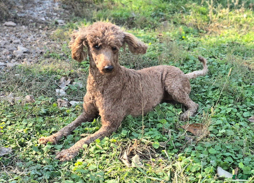 Cockapoo dogs for sale: Jingle - Ad 7