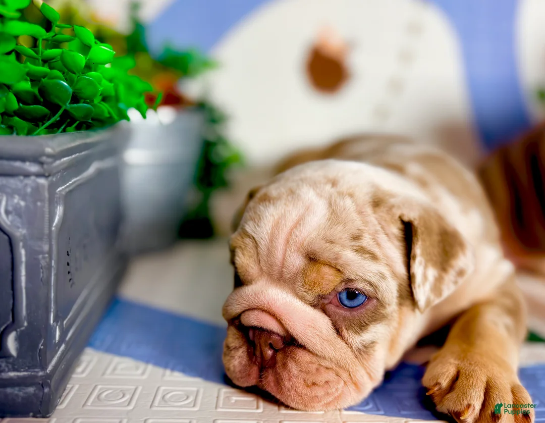 English Bulldog dogs for sale: Smokey - Ad 2