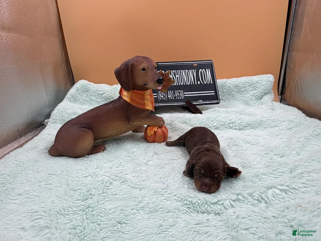 Miniature Dachshund dogs for sale: Russian. Pra clear should carry cream akc - Ad 2