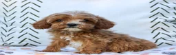 Cavapoo dogs for sale: Lily  - Ad 3