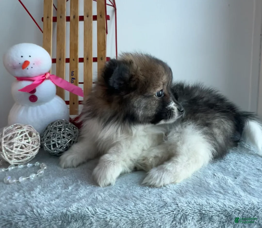 Pomeranian dogs for sale: Frisky - Ad 2