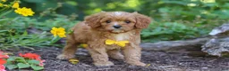 Cavapoo dogs for sale: Zack - Ad 5