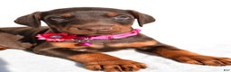 Doberman Pinscher dogs for sale: Lacey - Ad 3
