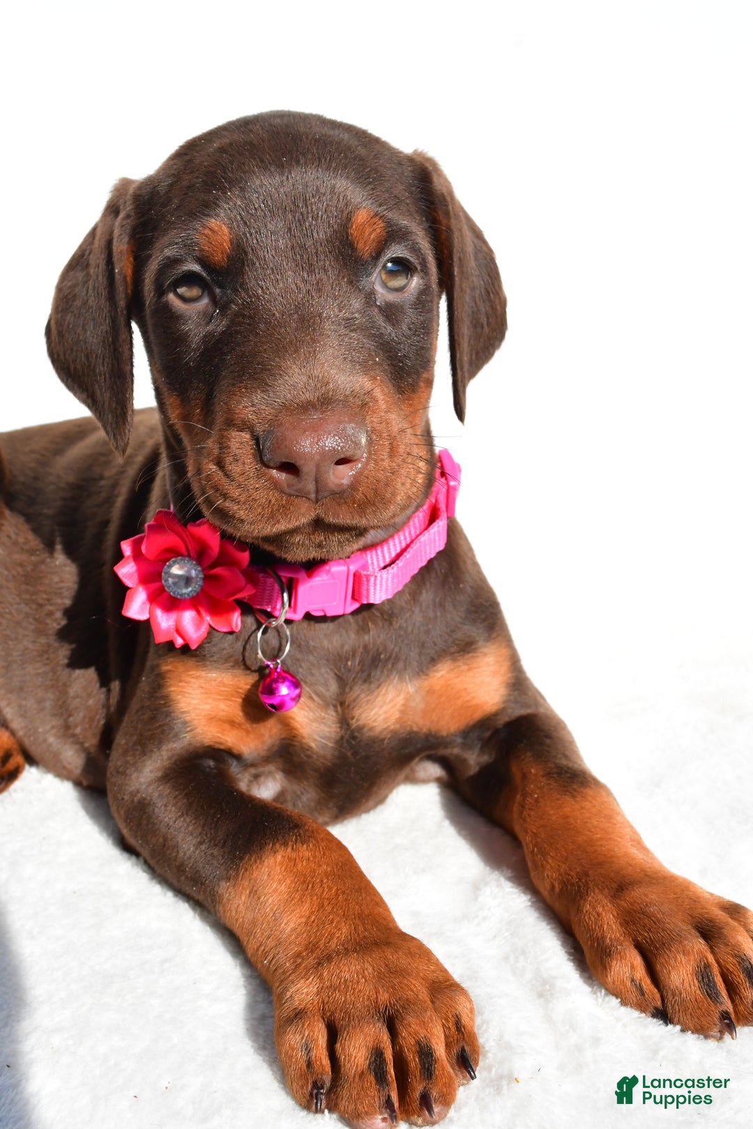 Doberman Pinscher dogs for sale: Lacey - Ad 3