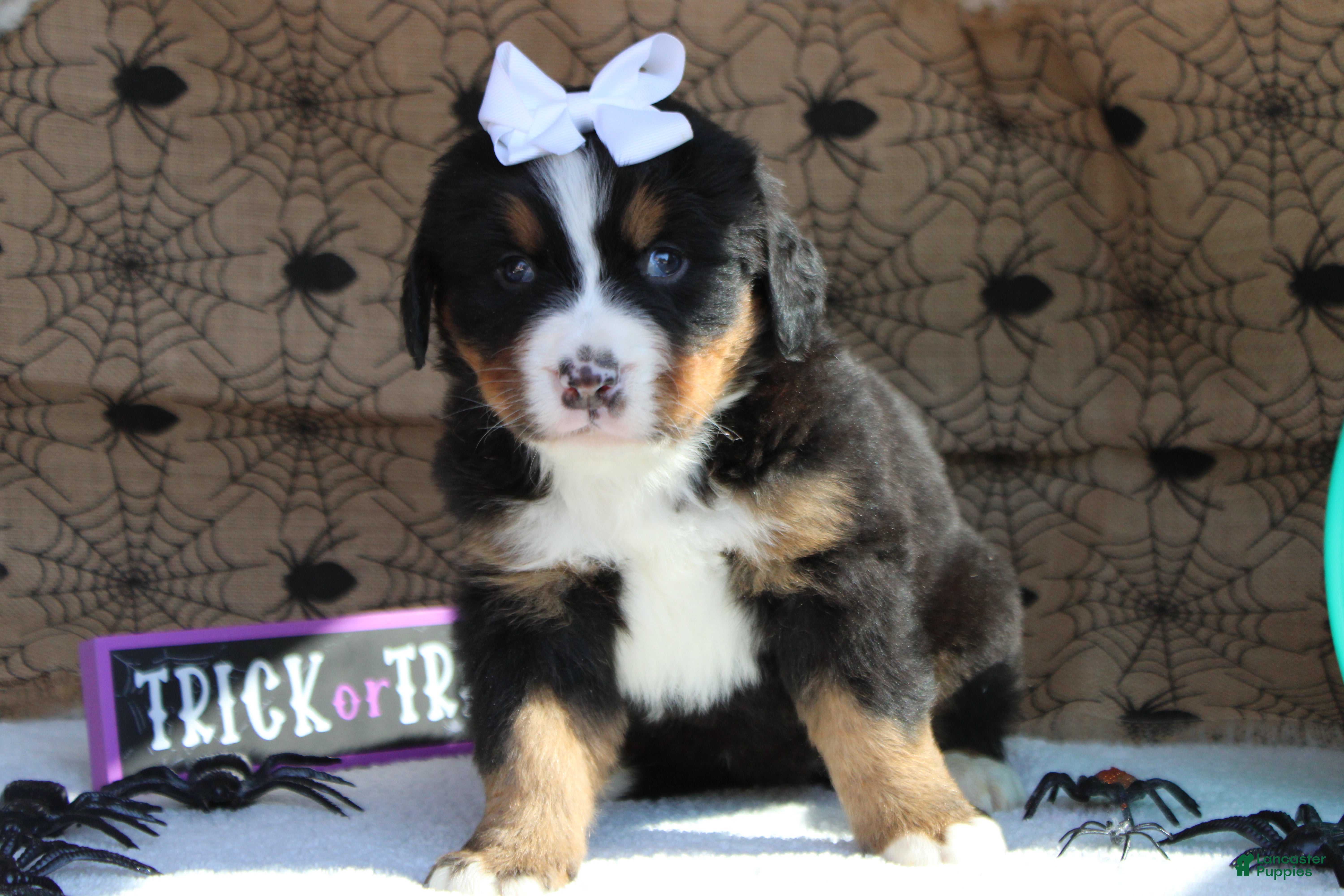 Bernese Mountain Dog dogs for sale: Cagney  - Ad 1