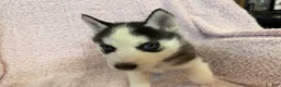 Siberian Husky dogs for sale: Princess Nimue - Ad 15