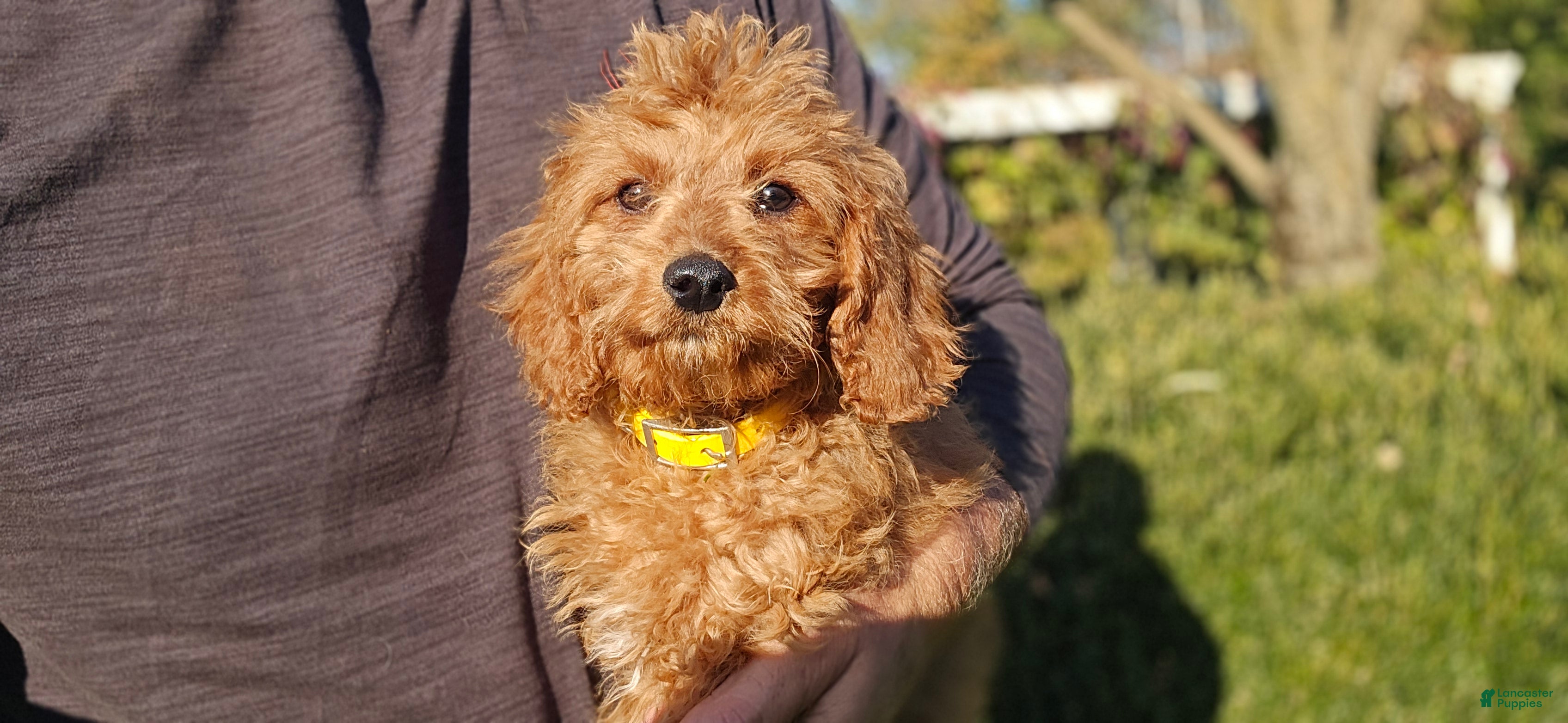 Cavapoo dogs for sale: Kyle - Ad 2