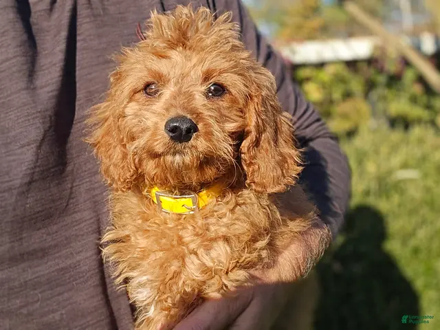Cavapoo dogs for sale: Kyle - Ad 2