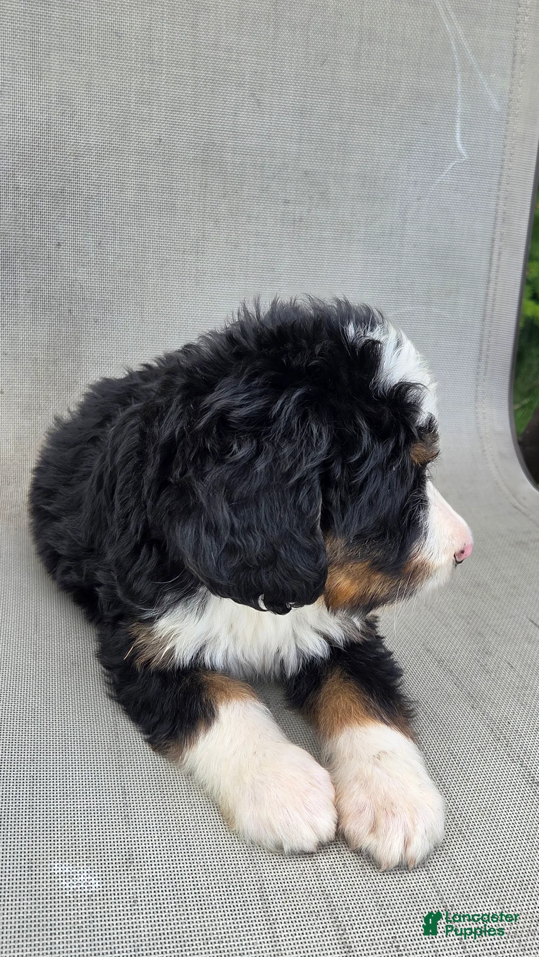 Bernedoodle dogs for sale: Bernedoodle Yellow - Ad 7