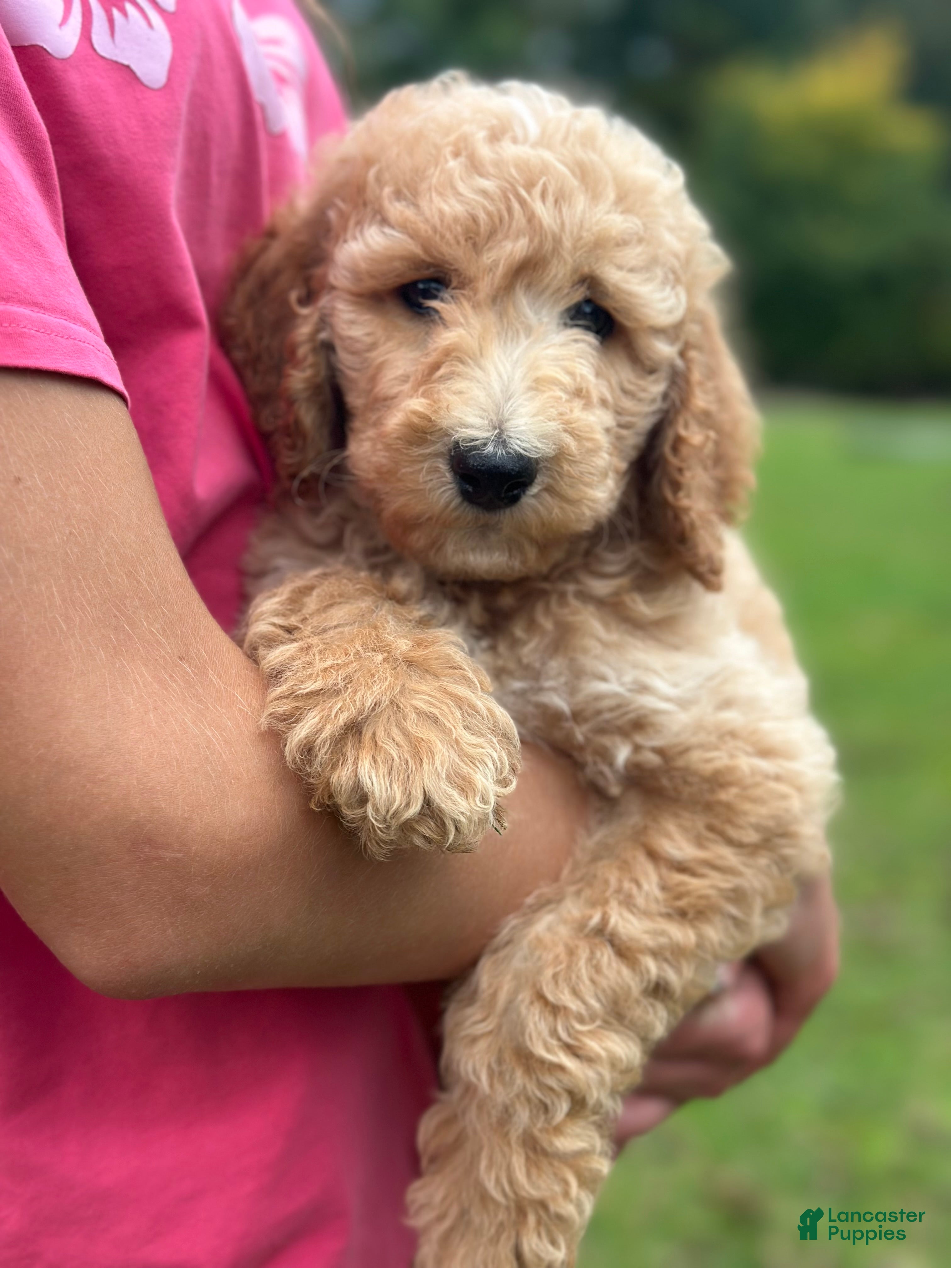 Standard Poodle