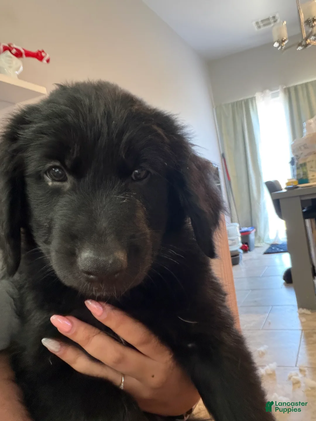 Golden Shepherd dogs for sale: Jackson - Ad 2