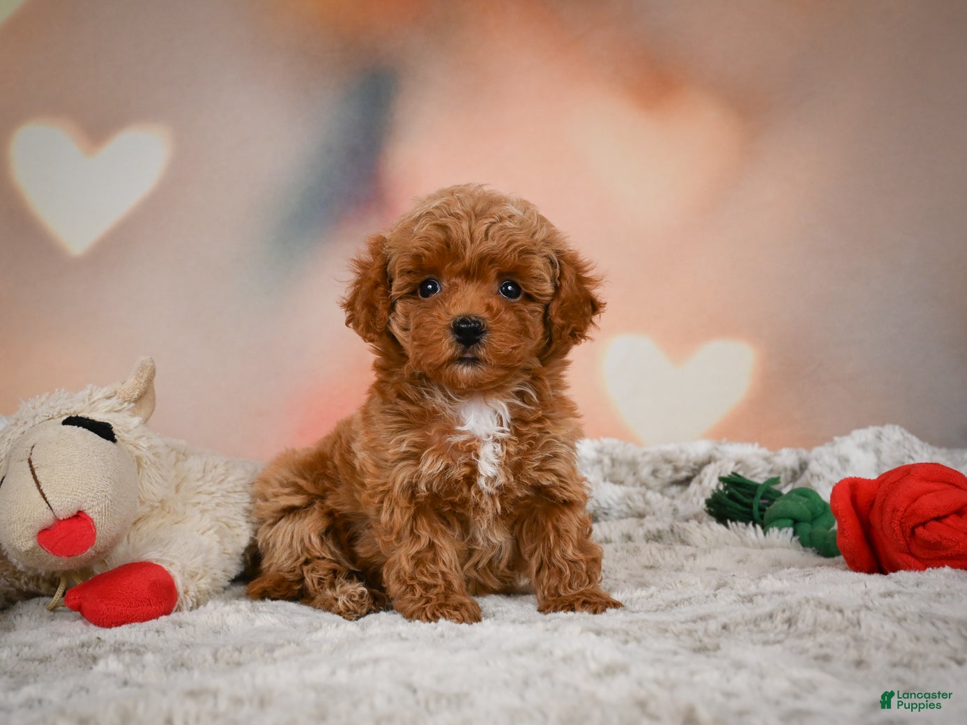 Toy Poodle dogs Bella - Ad 2