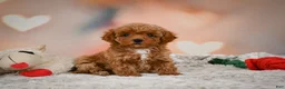 Toy Poodle dogs for sale: Bella - Ad 2
