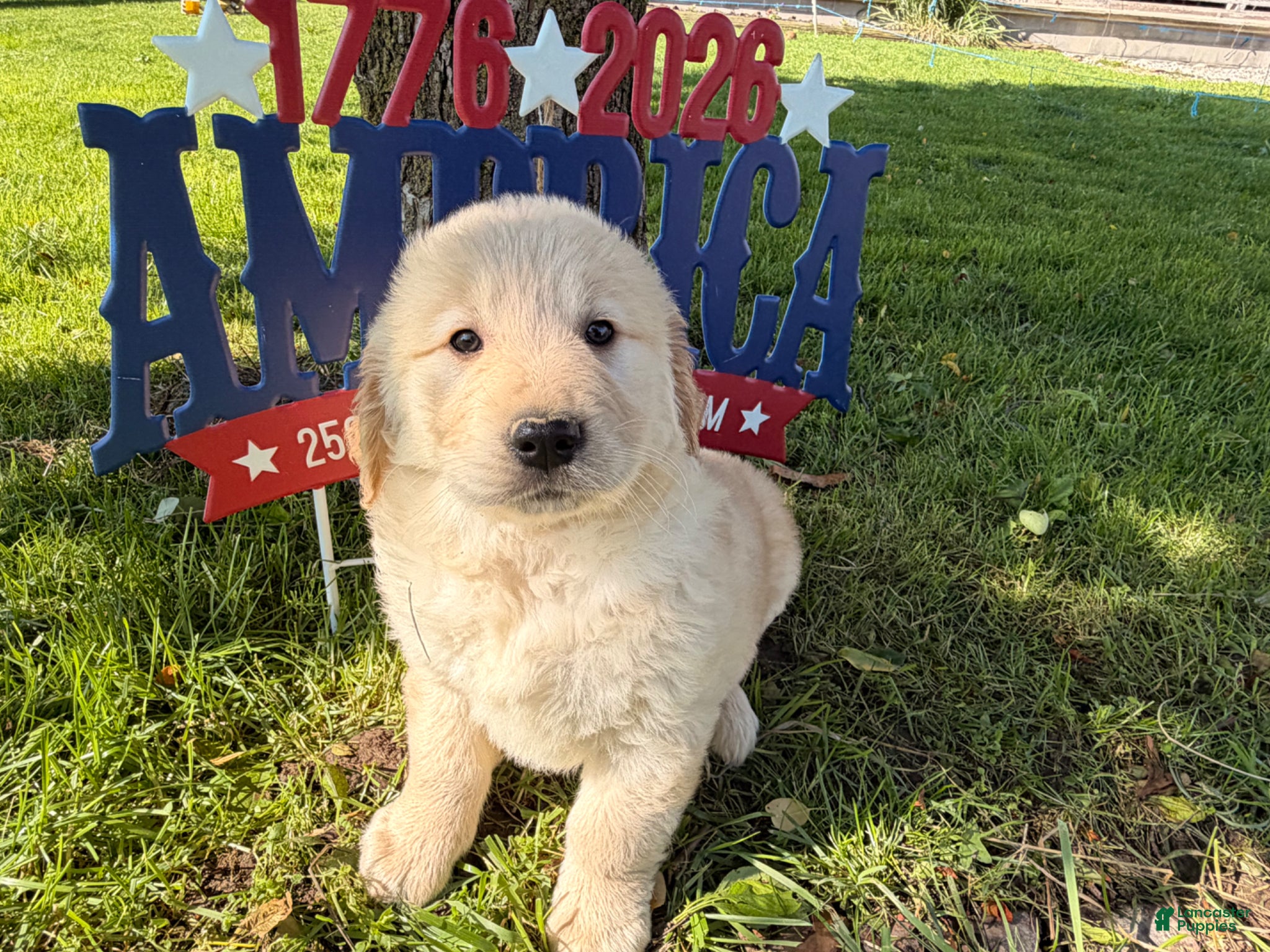 Golden Retriever dogs Pugsley - Ad 1