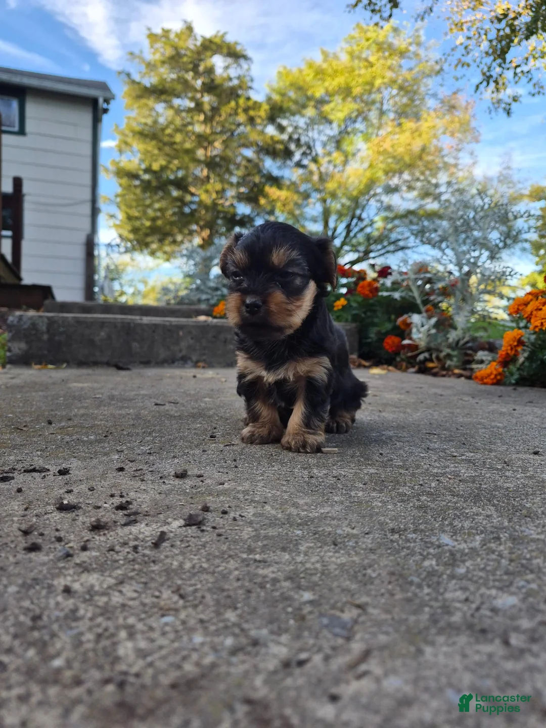 Yorkshire Terrier dogs for sale: Molly - Ad 30