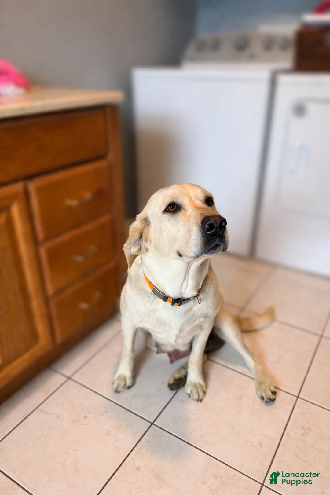 Labrador Retriever dogs for sale: Labrador Retriever 8 - Ad 2