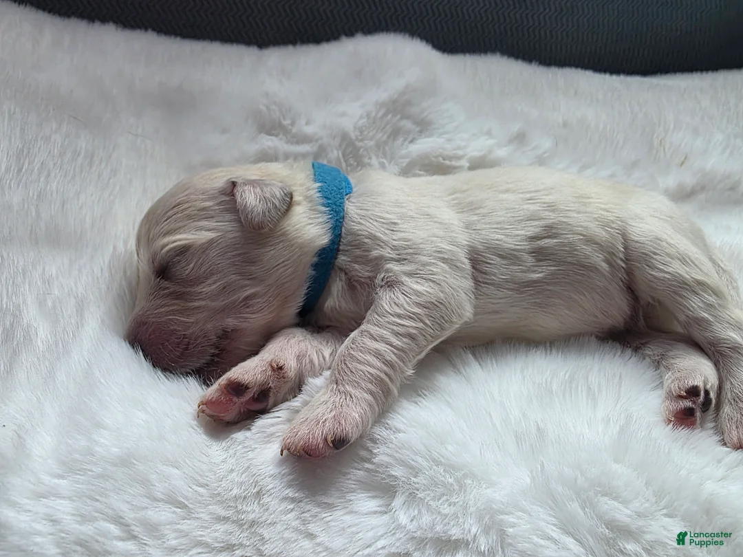 Golden Retriever dogs for sale: Baby boy Light blue - Ad 2