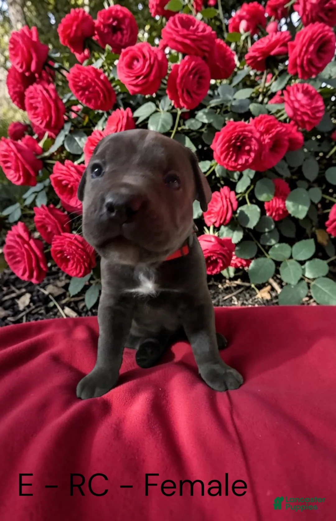 Cane Corso dogs for sale: Cane Corso Red  - Ad 2