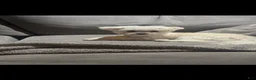 Maltipoo dogs for sale: Maltipoo 2 - Ad 5