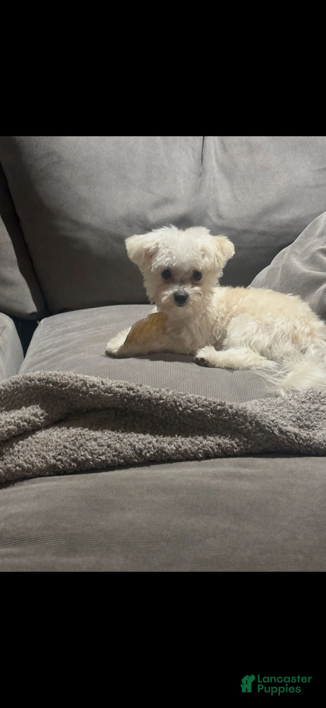 Maltipoo dogs for sale: Maltipoo 2 - Ad 5