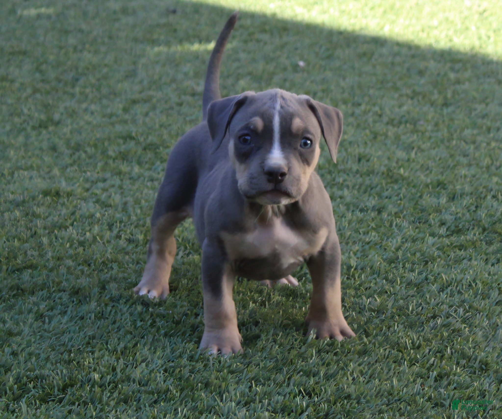 American Bully dogs American Bully 5 - Ad 34