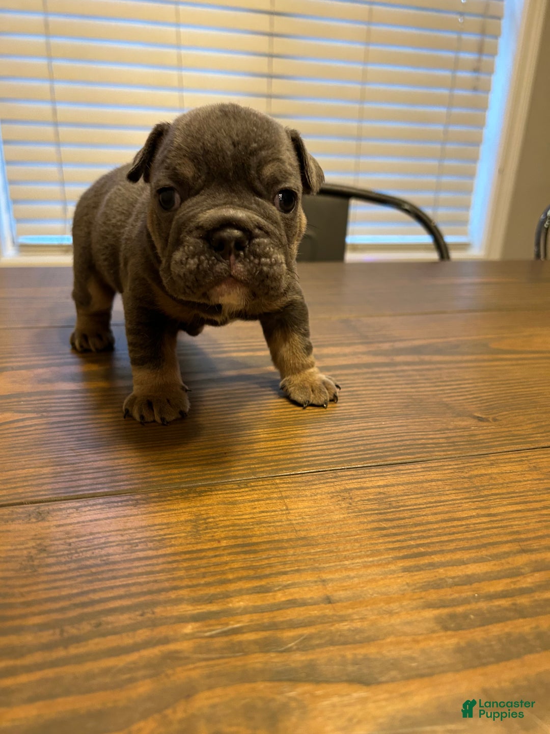 English Bulldog dogs for sale: English Bulldog Puppy 2 - Ad 3