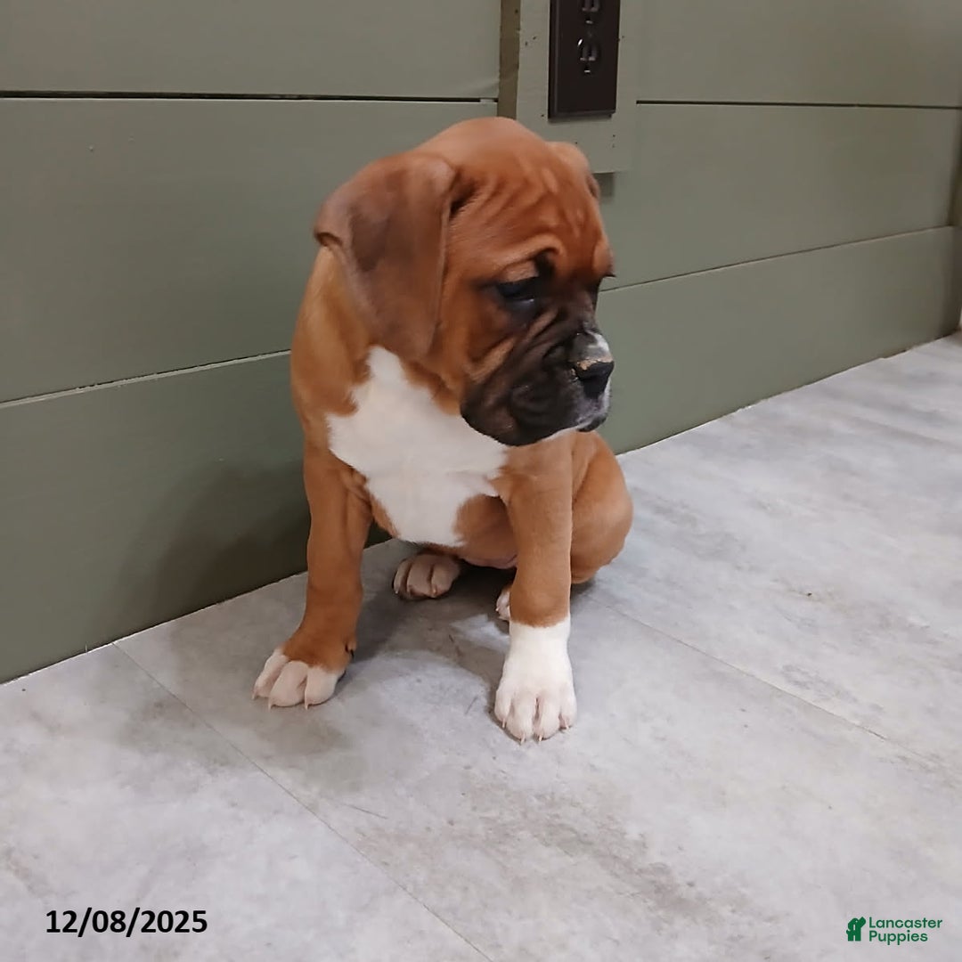 Boxer dogs for sale: Kelly - Ad 4