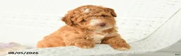 Miniature Poodle dogs for sale: Archer - Ad 2