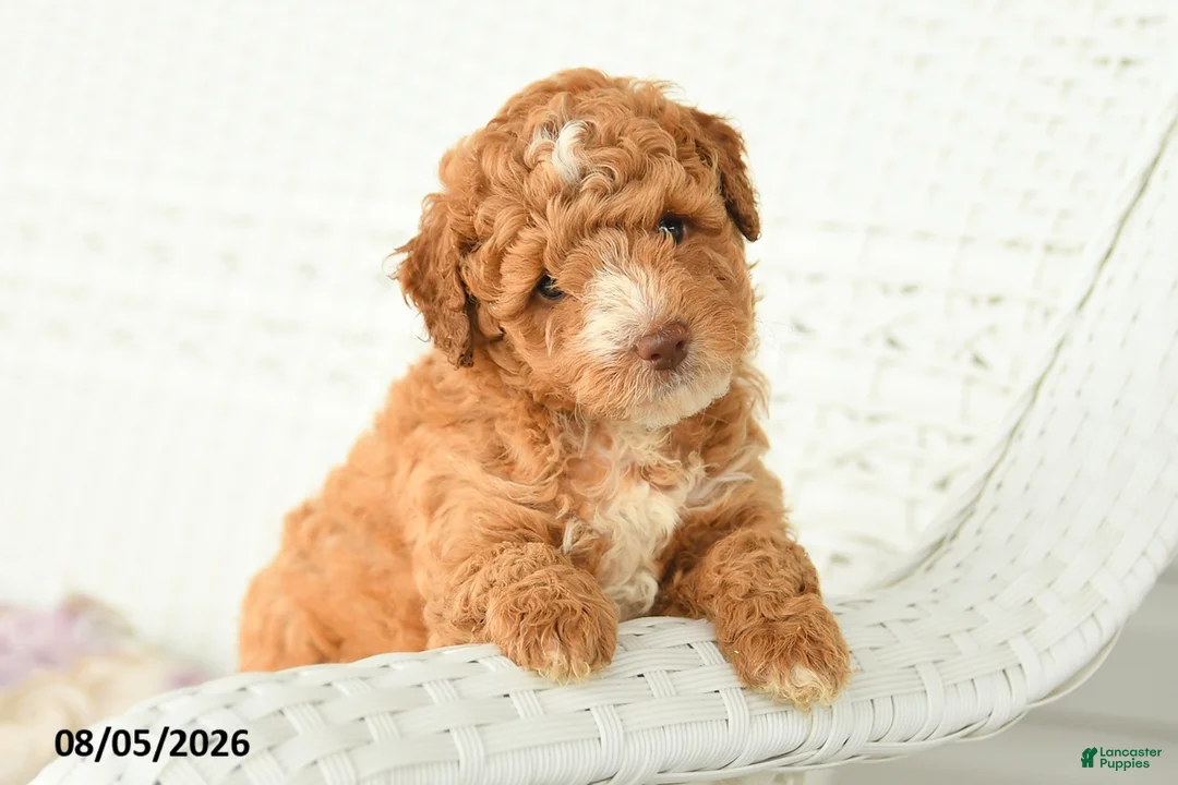 Miniature Poodle dogs for sale: Archer - Ad 2
