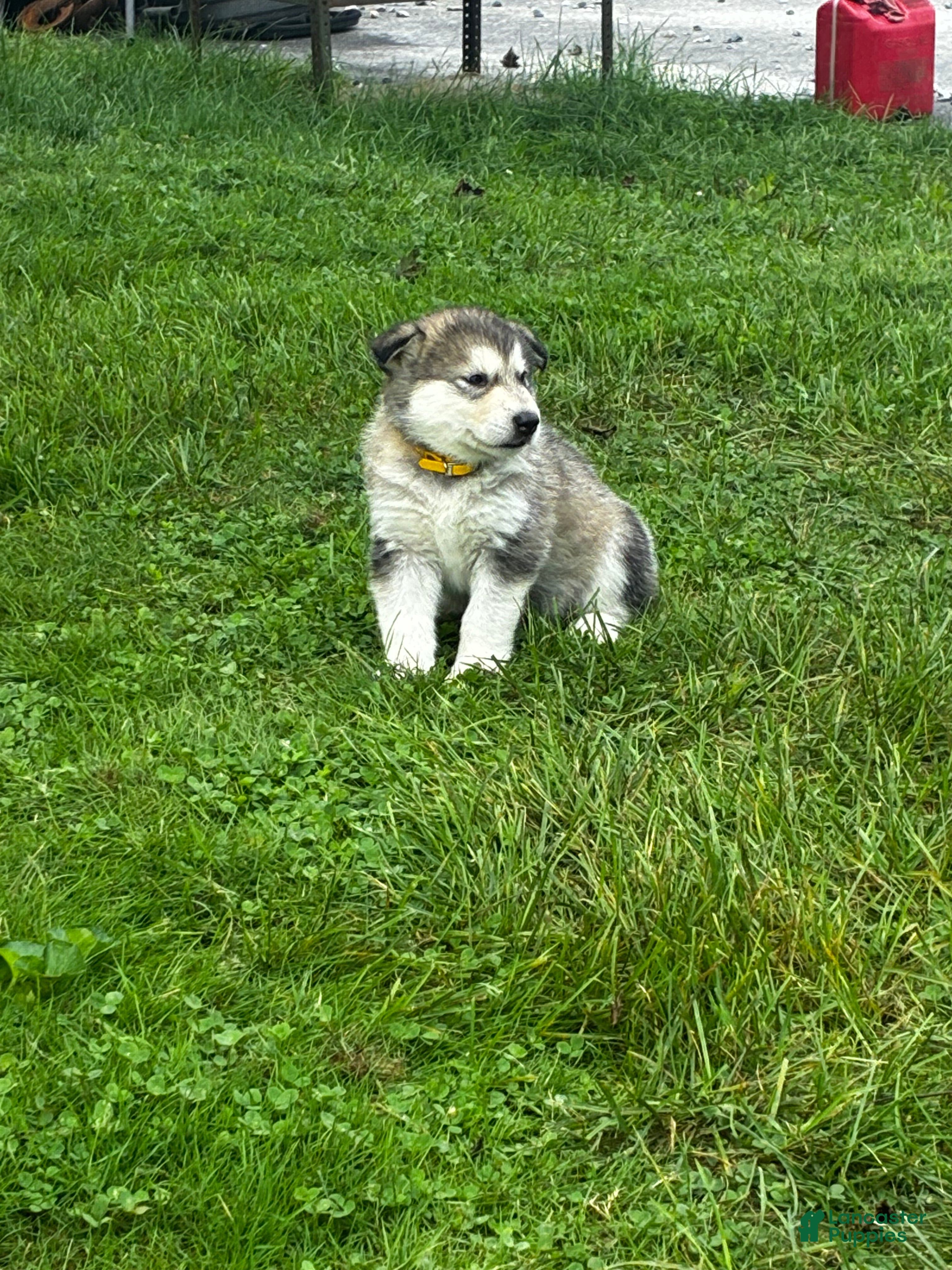 Alaskan Malamute dogs Olive 🫒  - Ad 2